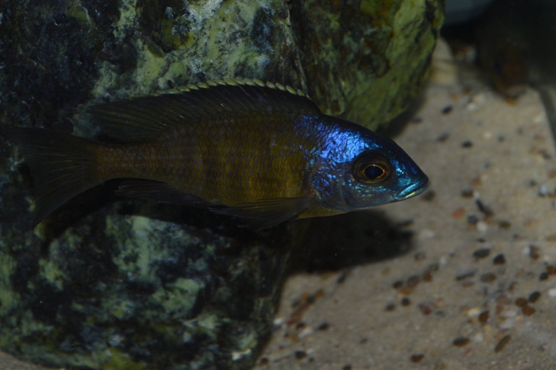 Placidochromis sp. 'electra superior' Mandalawi Reef